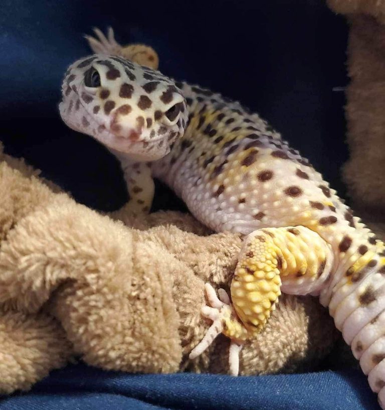 Reptile Rescues & Herpetological Resources Across North America
