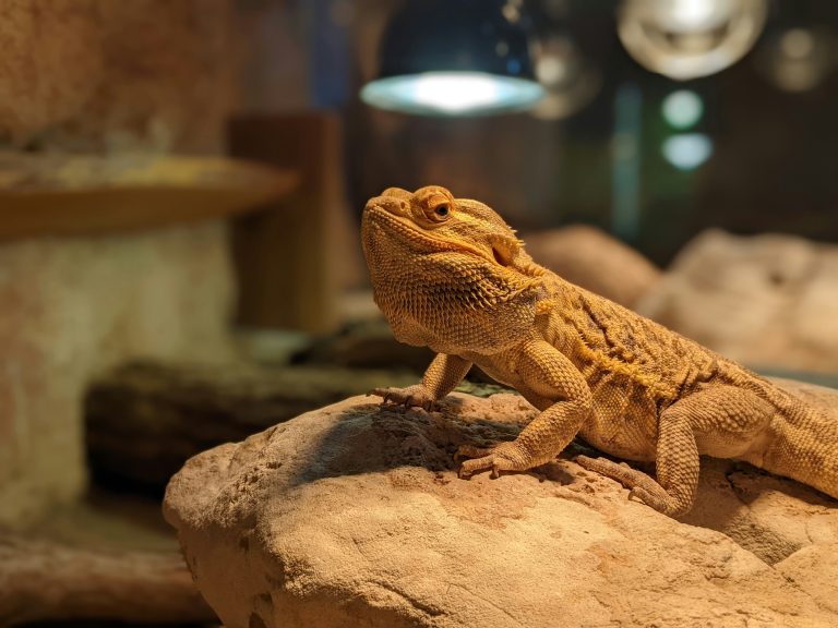 Bearded Dragon Care Sheet