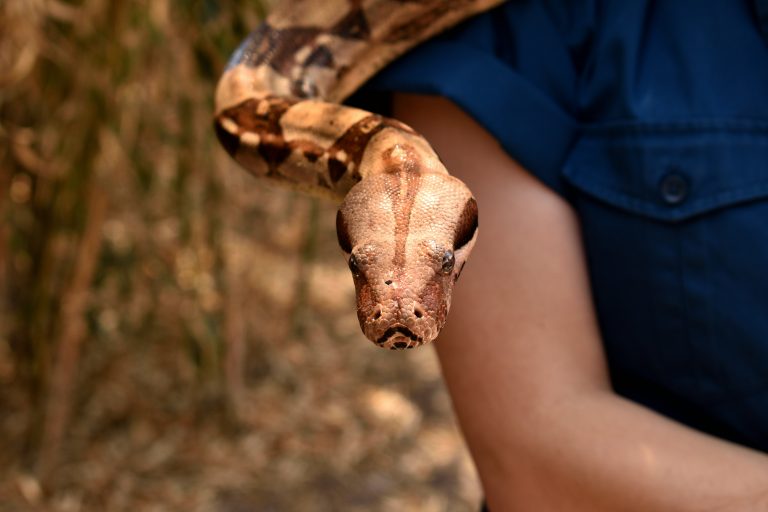 Women in the Reptile Industry: Breaking Boundaries and Making Waves