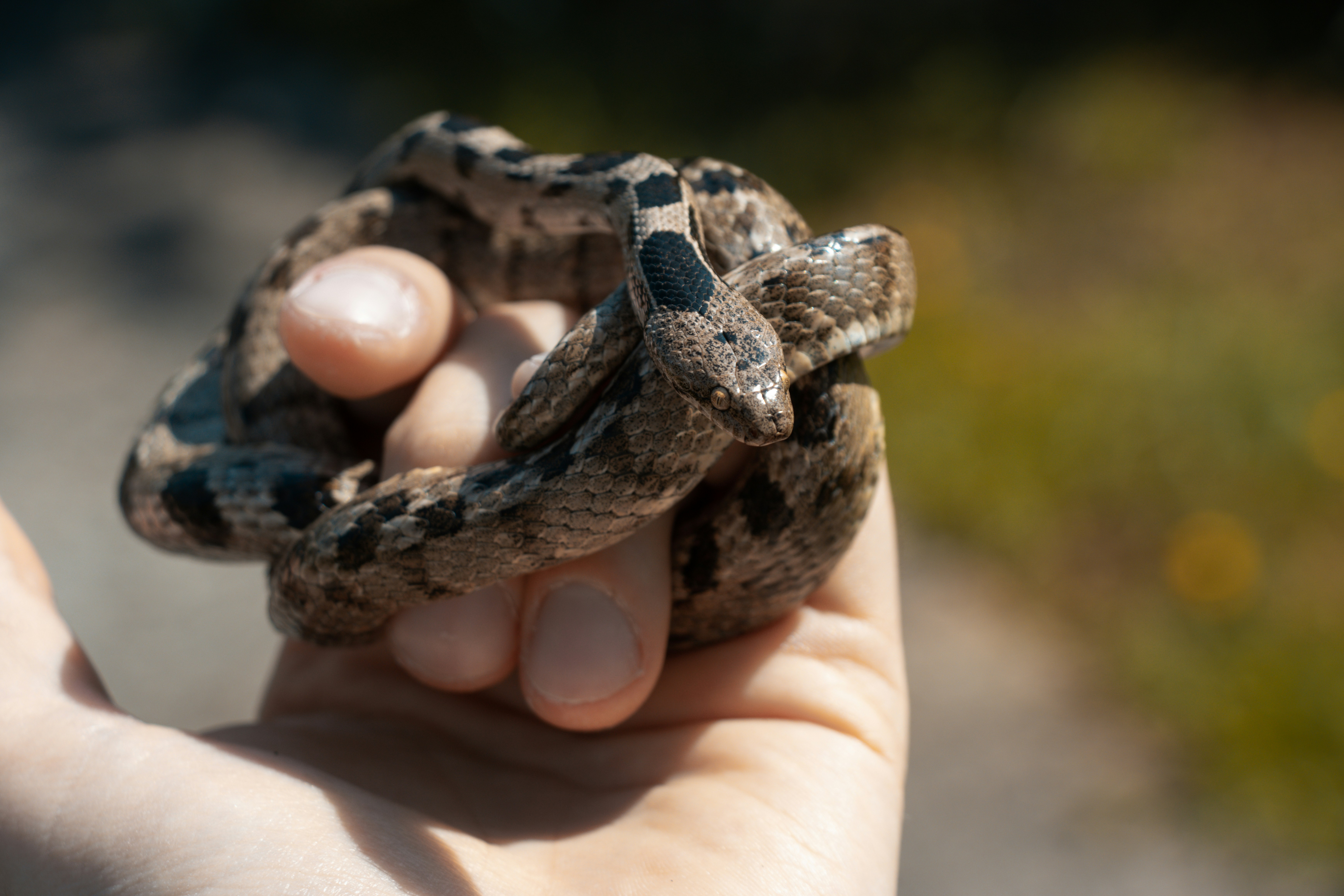 Salmonella and Your Reptile: How to Keep It Safe and Cool!