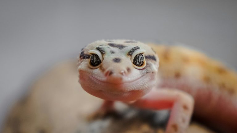 Leopard Gecko Care Sheet