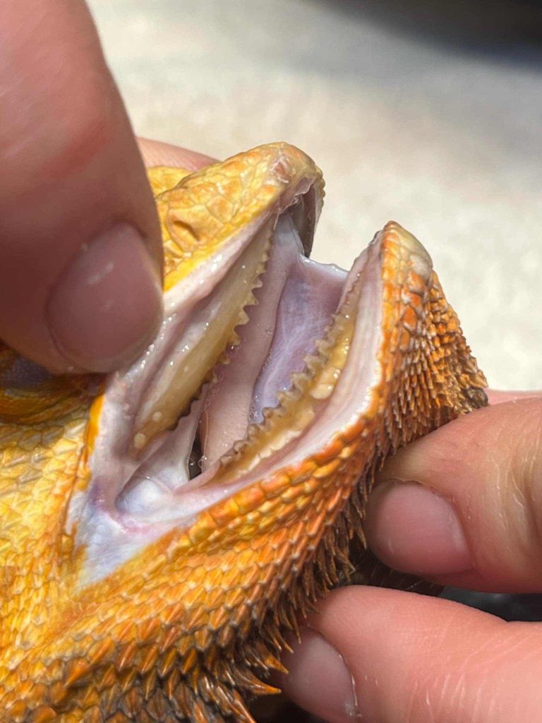 Understanding Dental Disease in Bearded Dragons: Why Veterinary Care is Essential