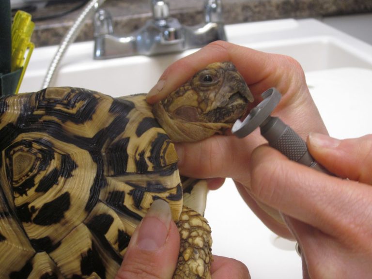 How to Help Your Tortoise Maintain a Healthy Beak: Tips for Enrichment and Trimming