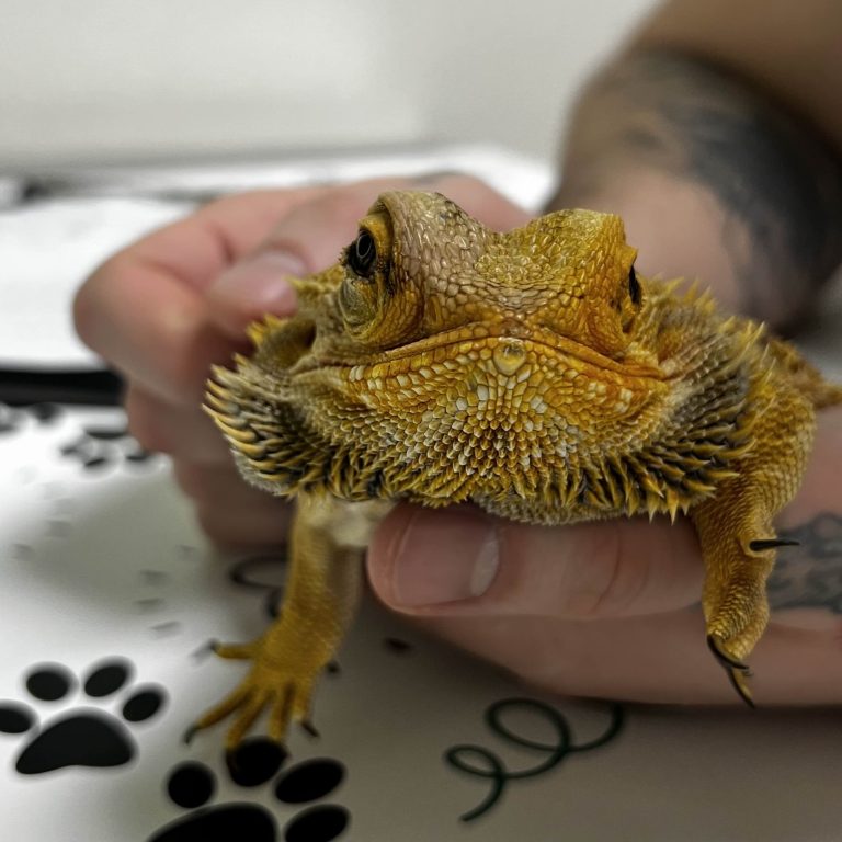 Why You Should Adopt A Rescue Reptile or Amphibian