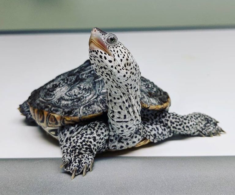 Comprehensive List of Reptile Veterinarians in the USA and Canada